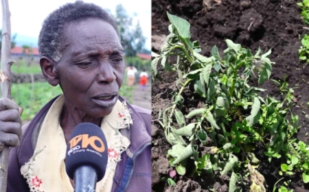 Muri Nyabihu hadutse indwara y’ibirayi itera agahinda abahinzi ku buryo hari n’uwiyahuye