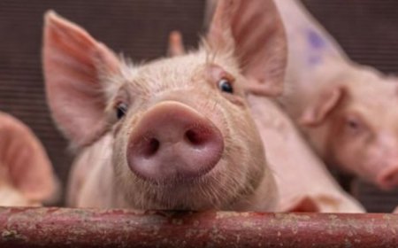 Ruhango: Umugabo yishwe n'inyama y'akabenzi!