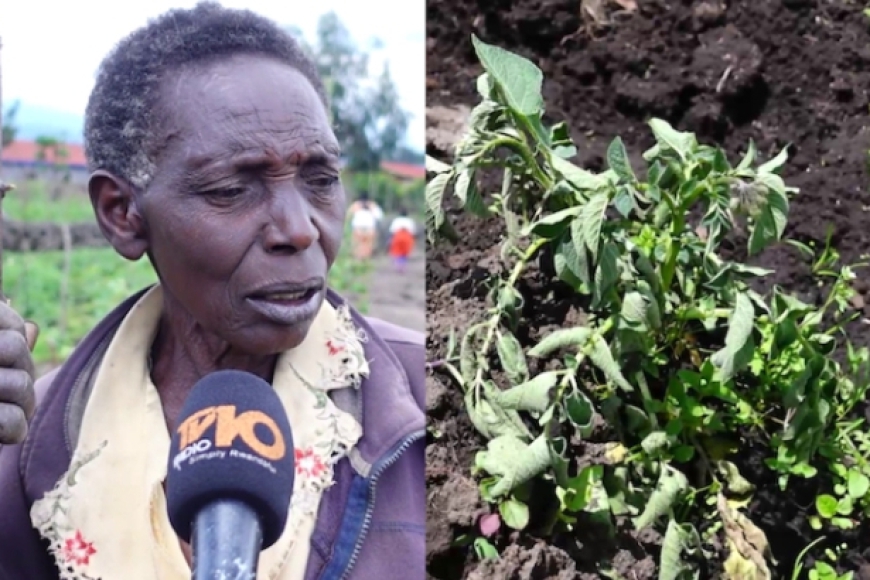 Muri Nyabihu hadutse indwara y’ibirayi itera agahinda abahinzi ku buryo hari n’uwiyahuye