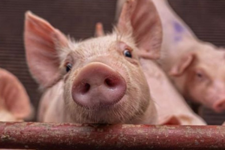 Ruhango: Umugabo yishwe n'inyama y'akabenzi!