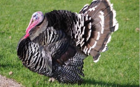 Amakuru agezweho: Ya Dindo bavugaga ko yibwe n'abakinnyi baAddax Fc yabonetse nyuma y'amasaha 37 iburiwe irengeronshi