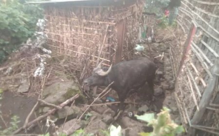 Musanze: Imbogo yigabije imbuga banyirayo bahera mu nzu