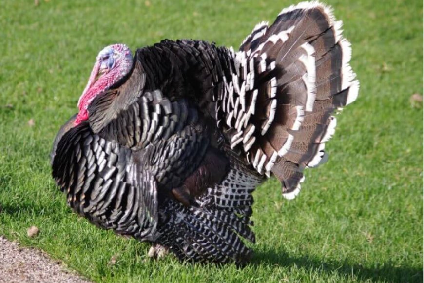 Amakuru agezweho: Ya Dindo bavugaga ko yibwe n'abakinnyi baAddax Fc yabonetse nyuma y'amasaha 37 iburiwe irengeronshi