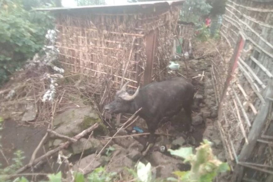 Musanze: Imbogo yigabije imbuga banyirayo bahera mu nzu