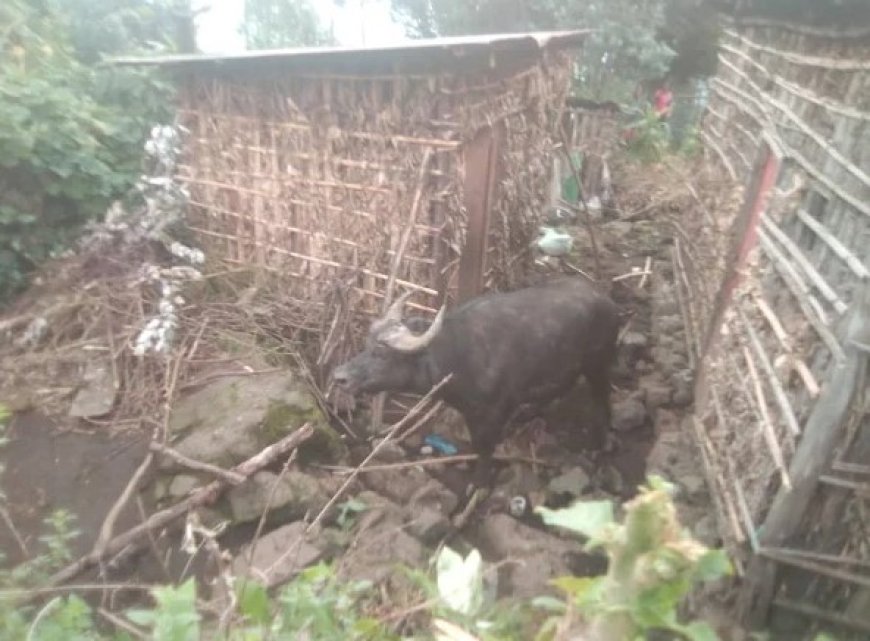 Musanze: Imbogo yigabije imbuga banyirayo bahera mu nzu