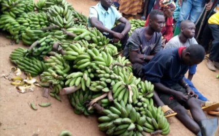 Barakoze ishyirahamwe ruharwa Gatsibo  Hafashwe abajura 5 batemaga ibitoki byabandi nkabatema mu kwabo