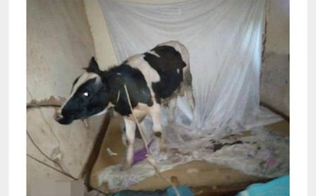 Musanze: Umugabo yibye Inka ayihisha mu buriri aryamamo