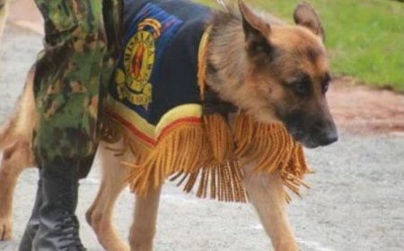 Kenya: Polisi yatanze Itangazo rirangisha imbwa yitwa Jet yaburiwe irengero