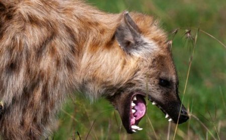 Impyisi yari yigize ingunge hafi ya kaminuza byarangiye ibyayo bitagenze neza..