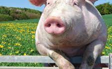 Wari uzi ko inyama y’akabenzi ishobora kugutera indwara y’igicuri ?