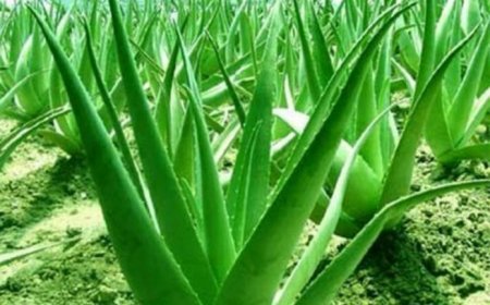 Akamaro k’igikakarubamba, indwara kivura n’uko gikoreshwa