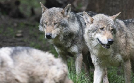 Ibirura byo muri Ukraine biri kugeragerezwaho uko umubiri w’umuntu warwanya kanseri