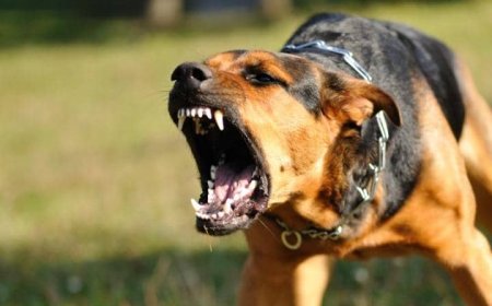 Imbwa yariye Minisitiri w'ububanyi n'amahanga wa Ukraine