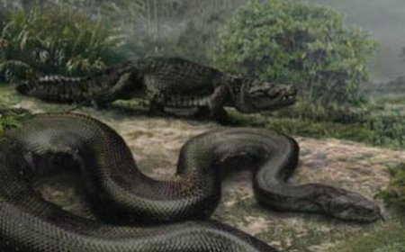 Biratangaje, Dore ubusobanuro bwo kurota ubona inzoka