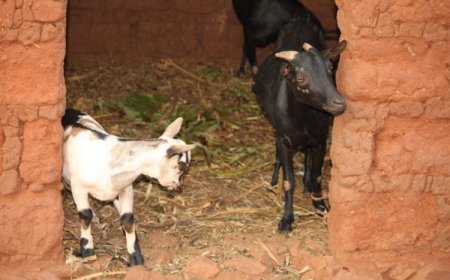 Abaturage baratabaza nyuma yuko bari kurarana namatungo bayaziritse kugitanda kubera abajura