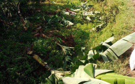 Kamonyi: Yatonganye n’umubyeyi we umujinya w'umurandura nzuzi utuma atema urutoki rwose