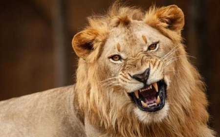 Intare yishe umukozi warumaze imyaka irenga icumi ayigaburira