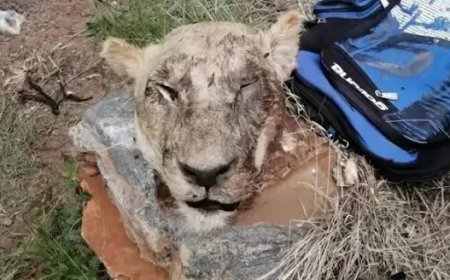 Polisi yataye muri yombi igitaraganya umugabo wari ufite imitwe 5 y’intare mu modoka ihagaze akayabo kamafaranga