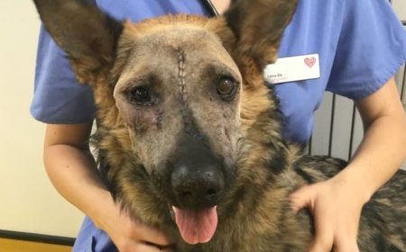 Umugabo yaguwe gitumo arigusambanya imbwa mu gicuku asize umugore we mu buriri