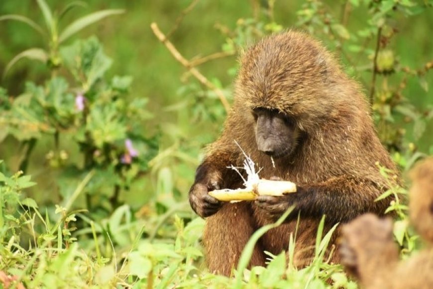 Nyagatare : Ibitera Bidatinya No Guterura Indobo Y’amandazi N’amagi Birembeje Abaturage Bibahombya Bikomeye