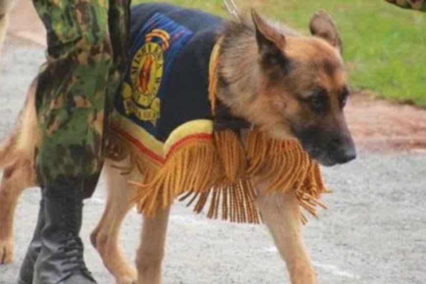 Kenya: Polisi yatanze Itangazo rirangisha imbwa yitwa Jet yaburiwe irengero