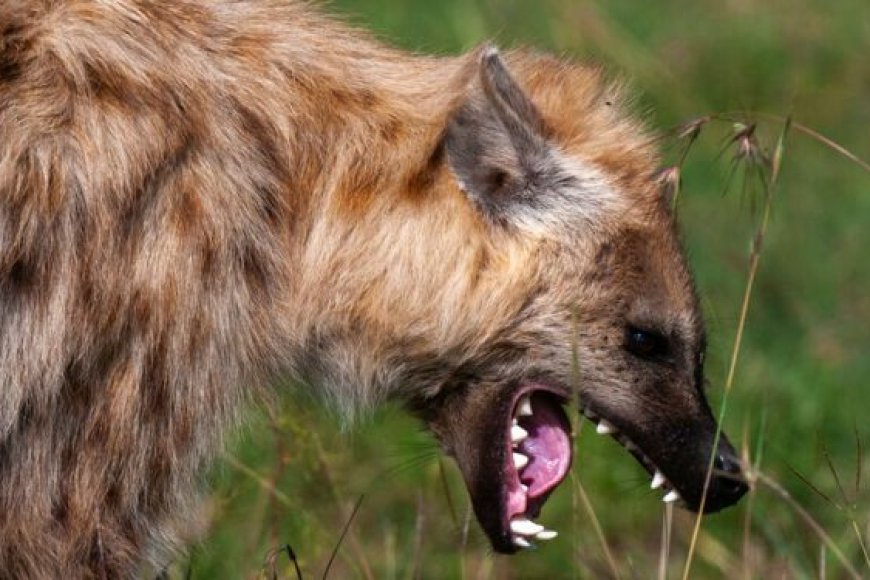 Impyisi yari yigize ingunge hafi ya kaminuza byarangiye ibyayo bitagenze neza..