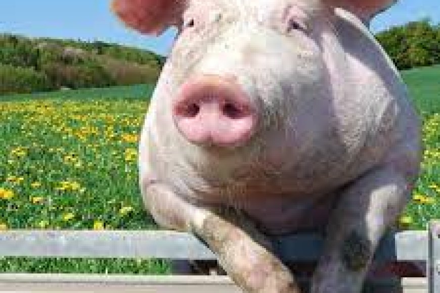 Wari uzi ko inyama y’akabenzi ishobora kugutera indwara y’igicuri ?