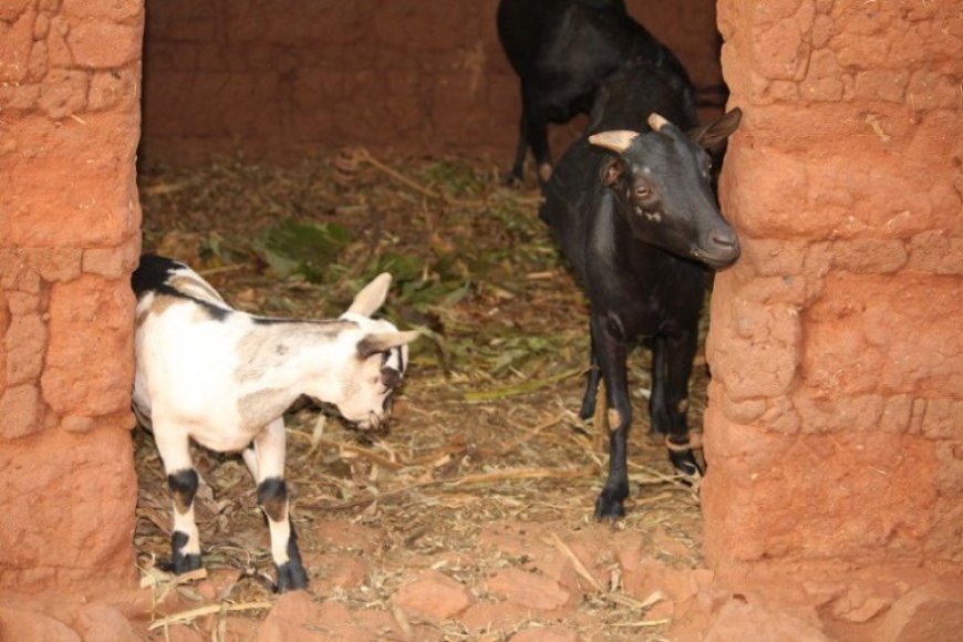 Abaturage baratabaza nyuma yuko bari kurarana namatungo bayaziritse kugitanda kubera abajura