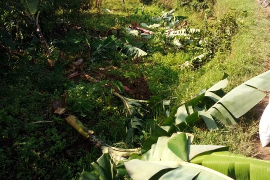 Kamonyi: Yatonganye n’umubyeyi we umujinya w'umurandura nzuzi utuma atema urutoki rwose