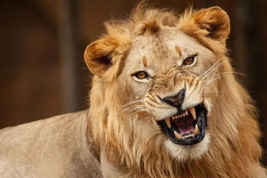 Intare yishe umukozi warumaze imyaka irenga icumi ayigaburira