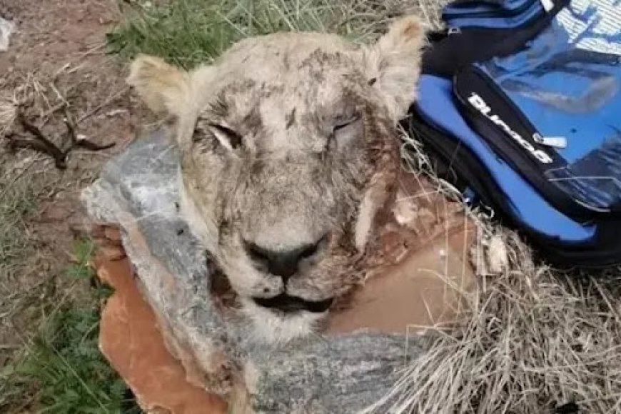 Polisi yataye muri yombi igitaraganya umugabo wari ufite imitwe 5 y’intare mu modoka ihagaze akayabo kamafaranga