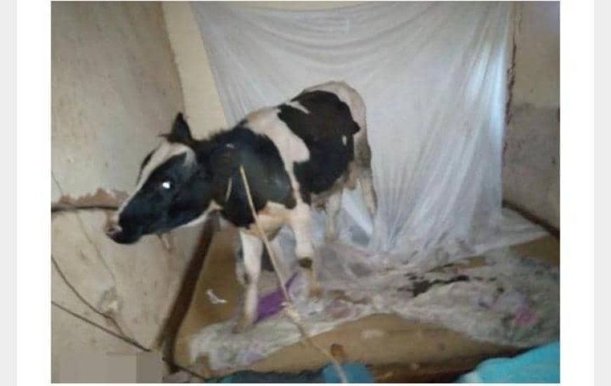 Musanze: Umugabo yibye Inka ayihisha mu buriri aryamamo