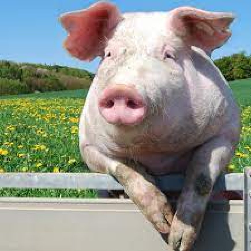 Wari uzi ko inyama y’akabenzi ishobora kugutera indwara y’igicuri ?