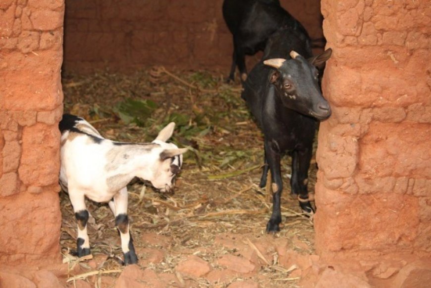 Abaturage baratabaza nyuma yuko bari kurarana namatungo bayaziritse kugitanda kubera abajura