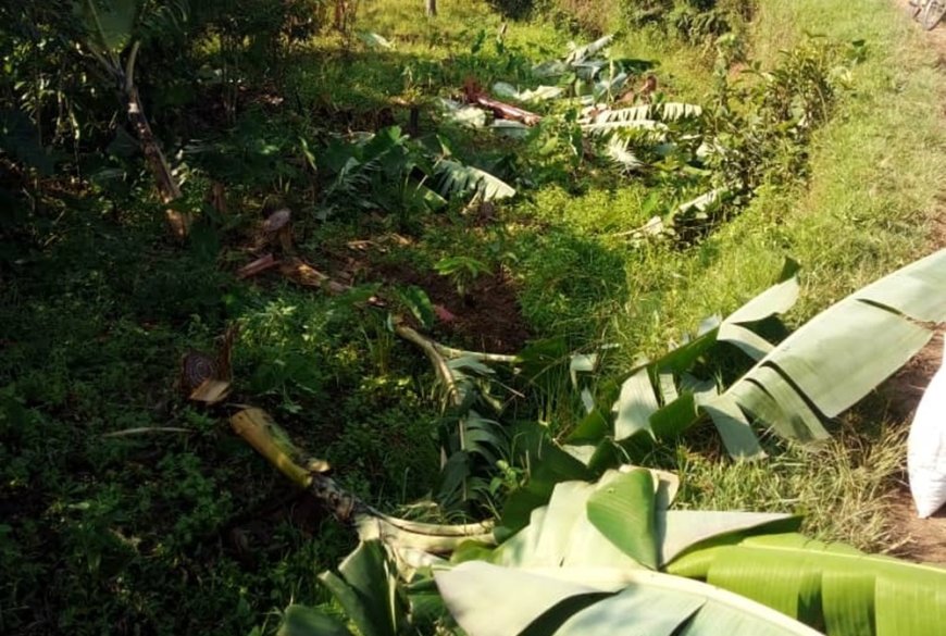 Kamonyi: Yatonganye n’umubyeyi we umujinya w'umurandura nzuzi utuma atema urutoki rwose