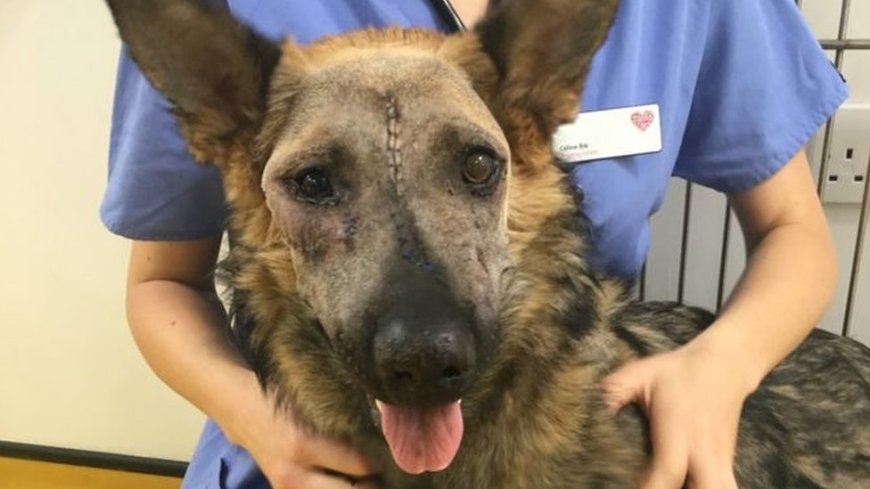 Umugabo yaguwe gitumo arigusambanya imbwa mu gicuku asize umugore we mu buriri