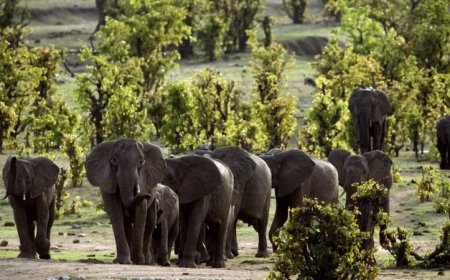 Inzovu yivuganye uyobora ba mukerarugendo ahita apfa mukanya ko guhumbya