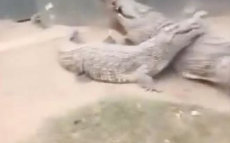 Umugabo yari hafi kubura ubugabo bwe ubwo ingona nini yamurumaga hagati y’amaguru