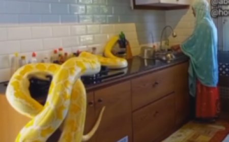 Umukobwa ukora mu rugo muri  yaciye ibintu ahantu hose kubera videwo ari mu gikoni n’inzoka nini[VIDEO]