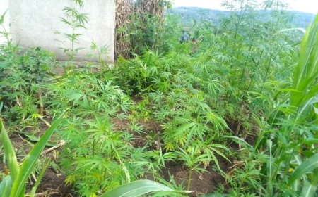 Nyanza: Umuturage yafashwe akekwaho guhinga urumogi