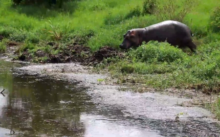 Kayonza-Kabare: Inyamaswa ikomeje kuzengereza abaturage ituma batakirenza saa moya batarataha