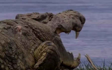 Inyamanswa nini ku isi imaze kurya abantu 300 yatunguye ubwo hari abashakaga kuyifata ari nzima