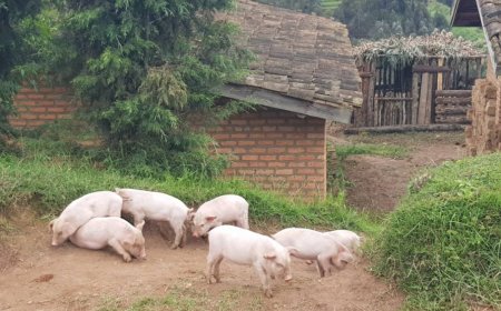 Ikigo cy'ubuhinzi n'ubworozi RAB gihangayikishijwe n’ubworozi bw’ingurube z’amacugane zidatanga umusaruro