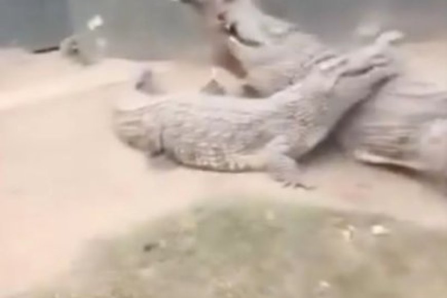 Umugabo yari hafi kubura ubugabo bwe ubwo ingona nini yamurumaga hagati y’amaguru