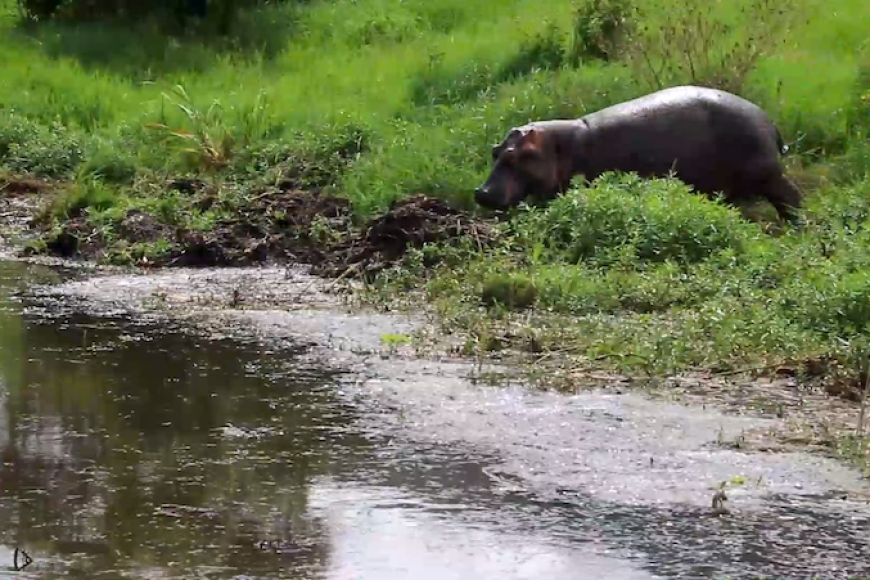 Kayonza-Kabare: Inyamaswa ikomeje kuzengereza abaturage ituma batakirenza saa moya batarataha