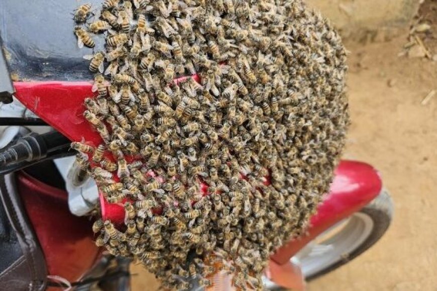 Bugesera: Iminsi y'umujura n'imirongo ine koko umusore yatererejwe inzuki nyuma yo kwiba moto umuvandimwe mwe bavukana