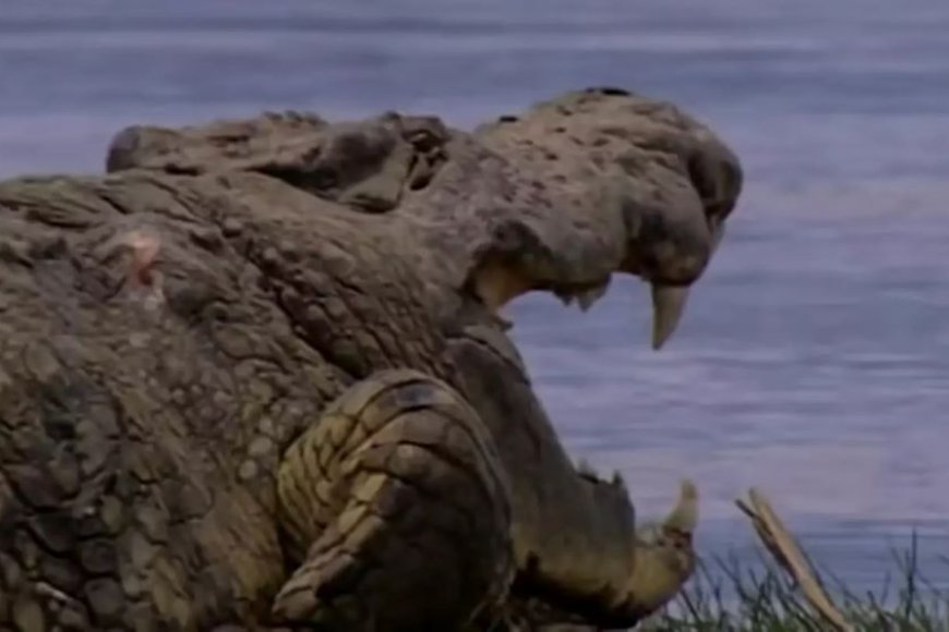 Inyamanswa nini ku isi imaze kurya abantu 300 yatunguye ubwo hari abashakaga kuyifata ari nzima