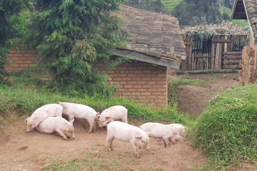 Ikigo cy'ubuhinzi n'ubworozi RAB gihangayikishijwe n’ubworozi bw’ingurube z’amacugane zidatanga umusaruro