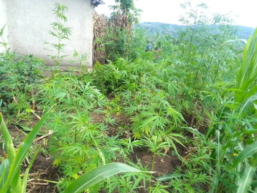 Nyanza: Umuturage yafashwe akekwaho guhinga urumogi