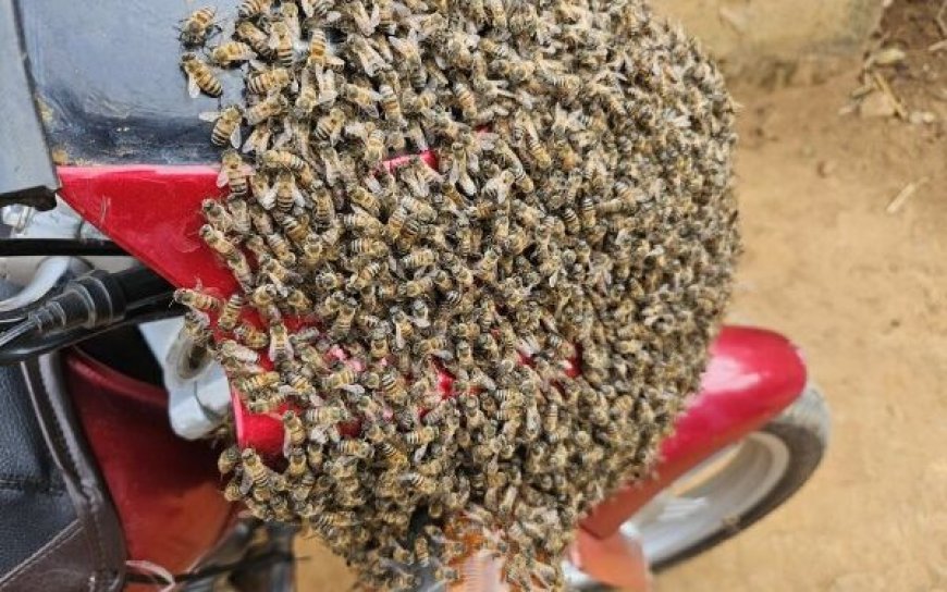 Bugesera: Iminsi y'umujura n'imirongo ine koko umusore yatererejwe inzuki nyuma yo kwiba moto umuvandimwe mwe bavukana